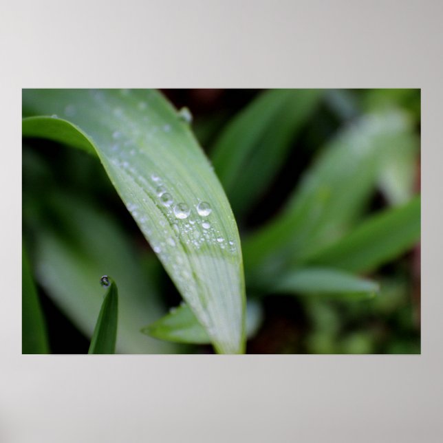Póster Bolas de hierba cubiertas de lluvia (Frente)