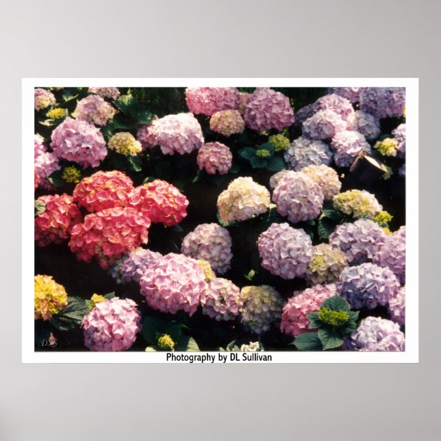 Póster Bolas de nieve en rosa y púrpura por TDGallery (Frente)
