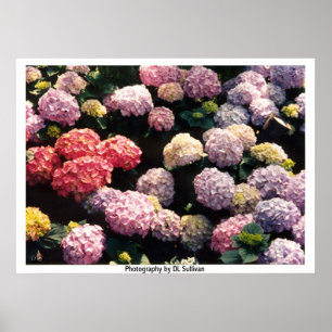 Póster Bolas de nieve en rosado y púrpura por TDGallery