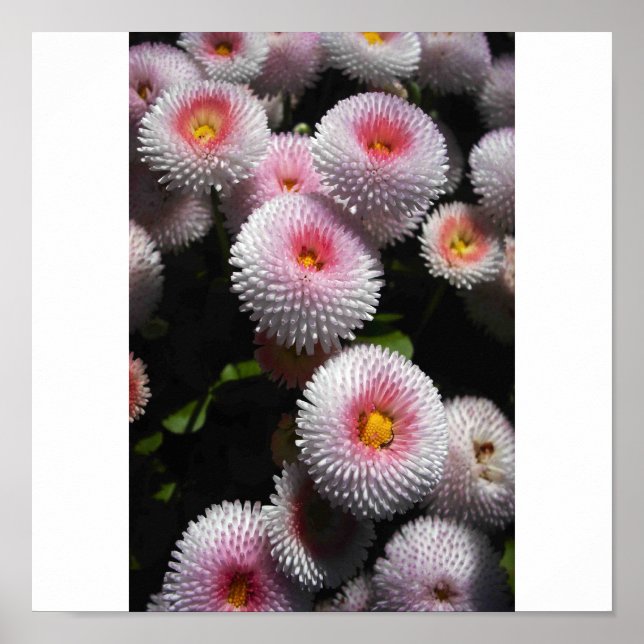 Póster bolas de rosa (Frente)