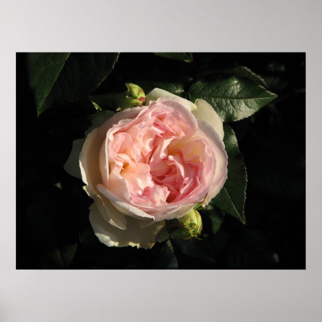 Póster Bolero Hybrid Tea Rosa 011 (Frente)
