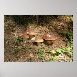 Póster boletus