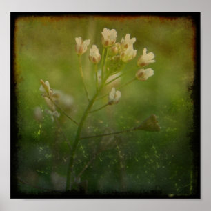 Póster Bolsa de Shepherd