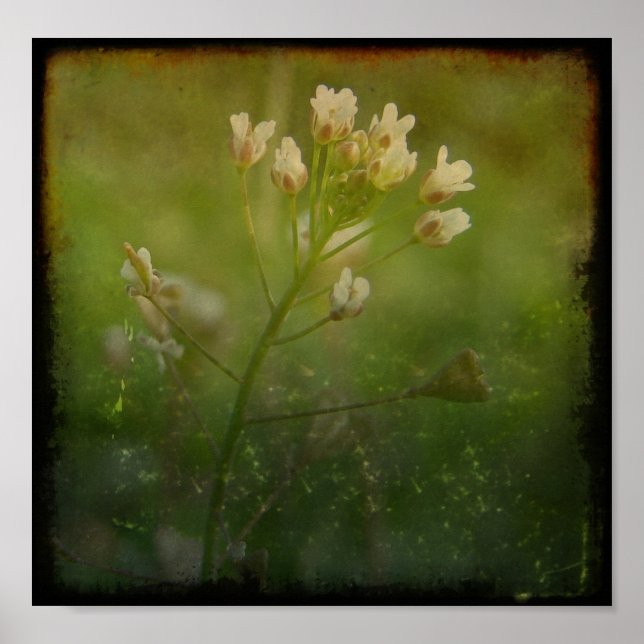 Póster Bolsa de Shepherd (Frente)