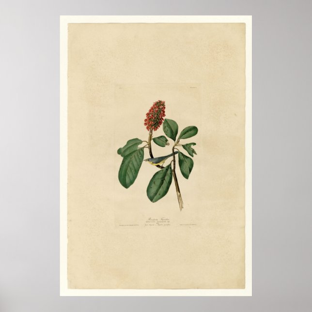 Póster Bonaparte Flycatcher_Audubon (Frente)