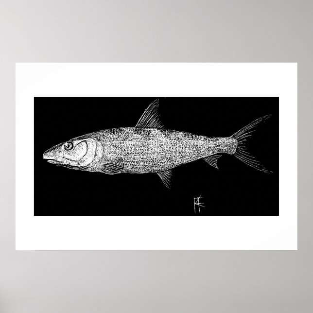 Póster Bonefish Scratch (Frente)