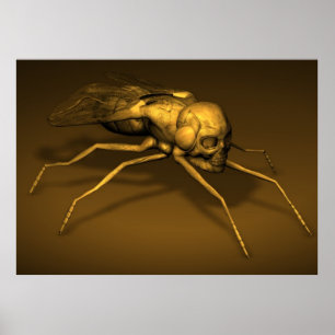 Póster Bonehead Fly