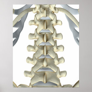 Póster Bones of Lumbar Vertebrae