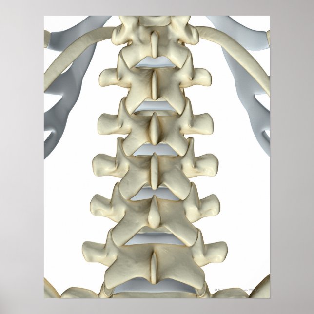 Póster Bones of Lumbar Vertebrae (Frente)