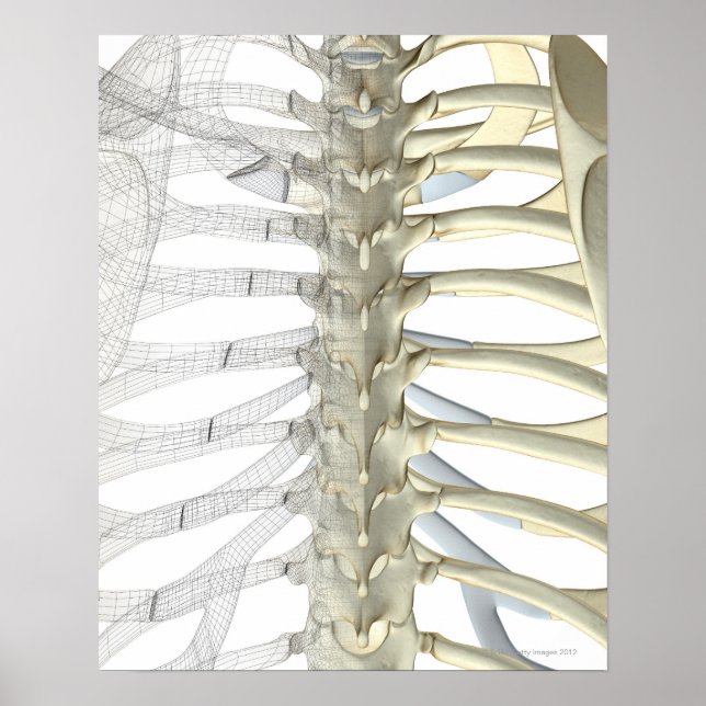 Póster Bones of the Thoracic Vertebrae 2 (Frente)