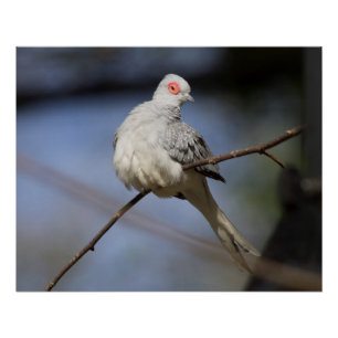 Póster Bonita estufa de diamante