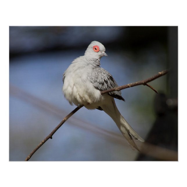 Póster Bonita estufa de diamante (Anverso)