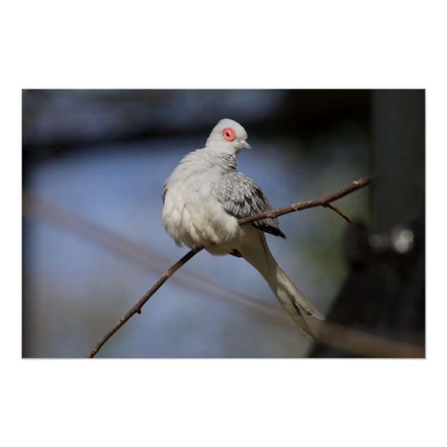 Póster Bonita estufa de diamante (Anverso)