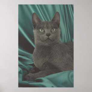 Póster Bonita imagen de gato gris