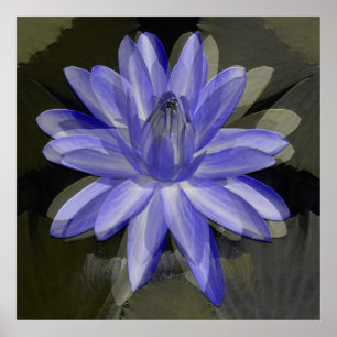 Póster Bonita lirio azul.....