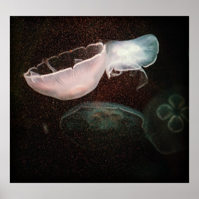 Póster Bonita medusa (Frente)