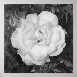 Póster Bonita plaza de flores blancas y negras Rosa