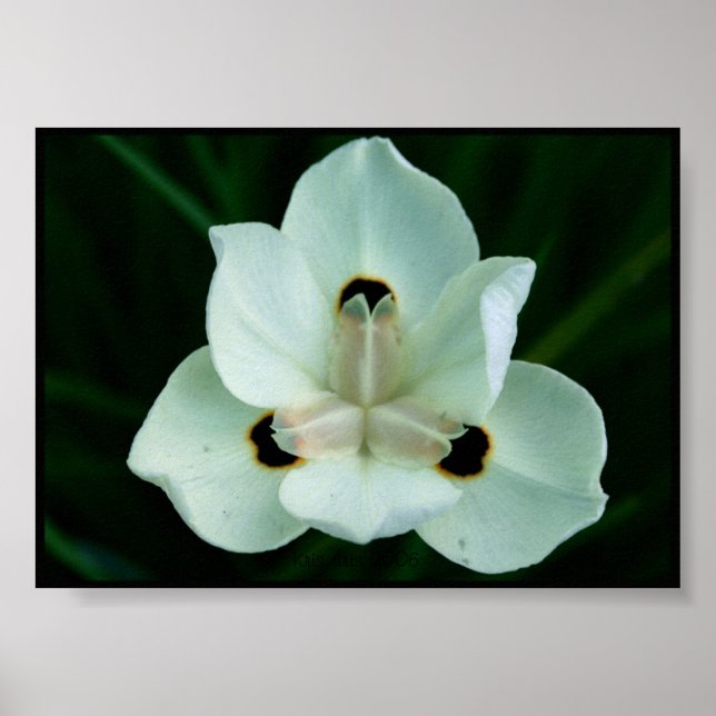 Póster Bonito (Frente)