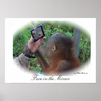 Póster Bonito Baby Orangutan poster