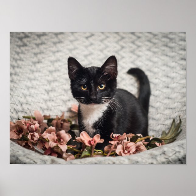 Póster Bonito Bella Rosa (Frente)