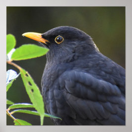 Póster Bonito Blackbird