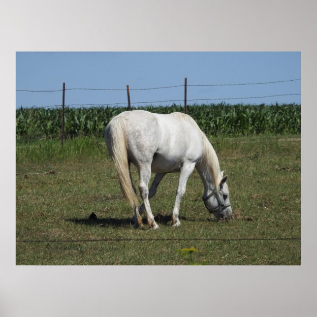 Póster Bonito Caballo Blanco comiendo en campo en granja (Frente)