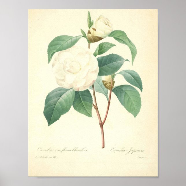 Póster Bonito Camellia de Redoute (Frente)