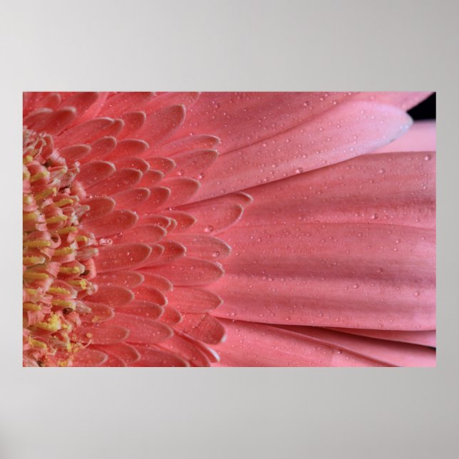 Póster Bonito Coral Pink Gerbera Daisy (Frente)