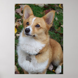 Póster Bonito Corgi
