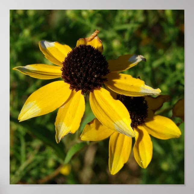 Póster Bonito Cuadrado de flores amarillas (Frente)