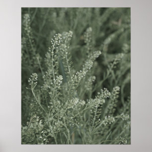 Póster Bonito de la vida vegetal verde en la foto salvaje