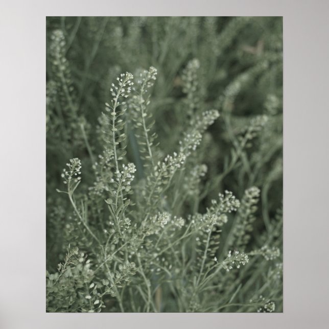 Póster Bonito de la vida vegetal verde en la foto salvaje (Frente)