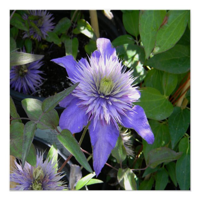 Póster Bonito en morado... (Anverso)