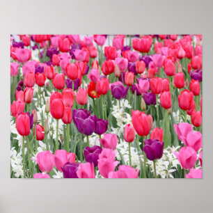 Póster Bonito en Petales rosados