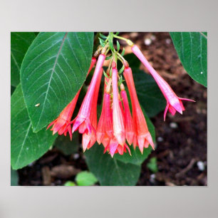 Póster Bonito Flores rosas cerradas