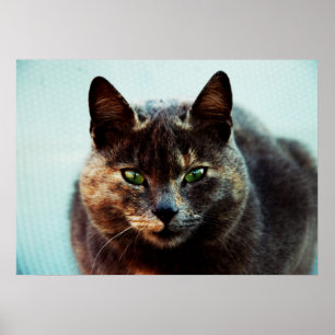 Póster Bonito gato