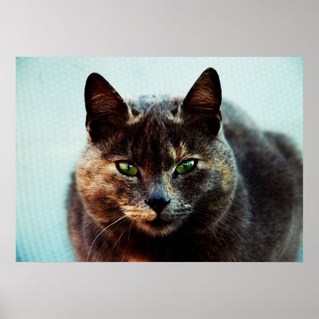 Póster Bonito gato (Frente)