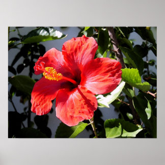 Póster Bonito Hibiscus Poster