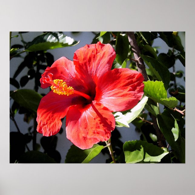 Póster Bonito Hibiscus Poster (Frente)