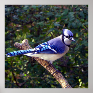Póster Bonito Jay Azul