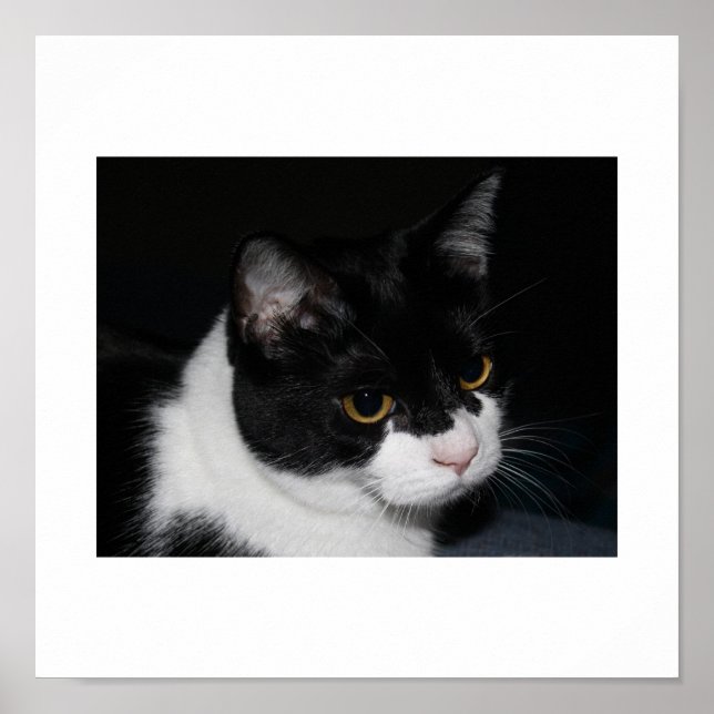 Póster Bonito Kitty Poster (Frente)