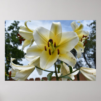 Póster Bonito Lillies