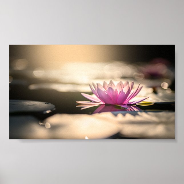 Póster Bonito Lotus, Lago, Zen (Frente)