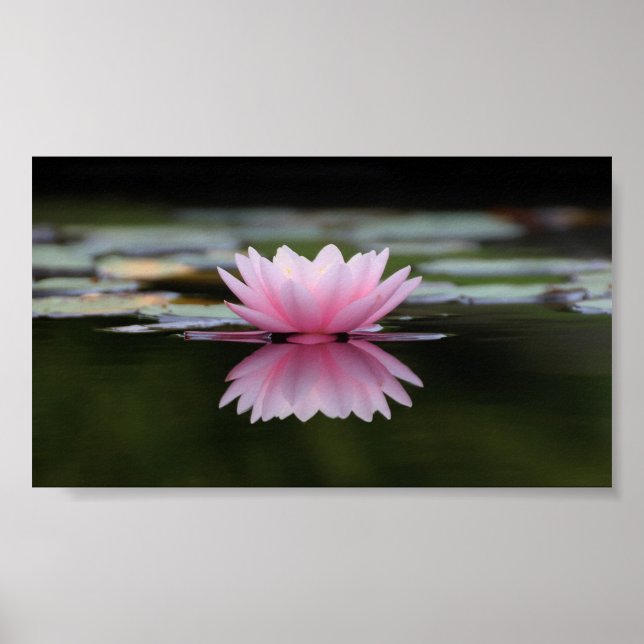 Póster Bonito Lotus, Zen (Frente)