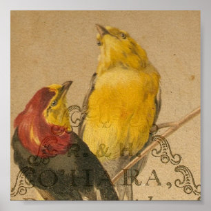 Póster Bonito Pájaros Vintage