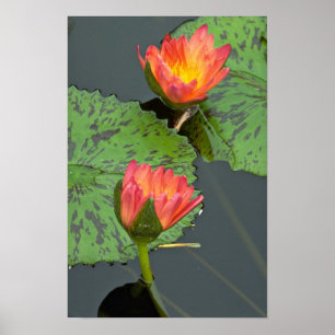 Póster Bonito par de nenúfares rojos y amarillos