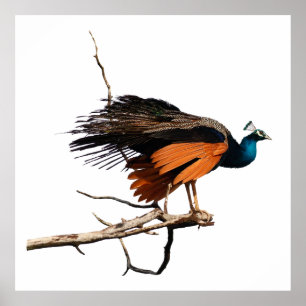 Póster Bonito pavo real en una rama