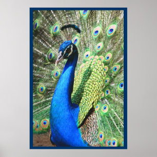 Póster Bonito Peacock