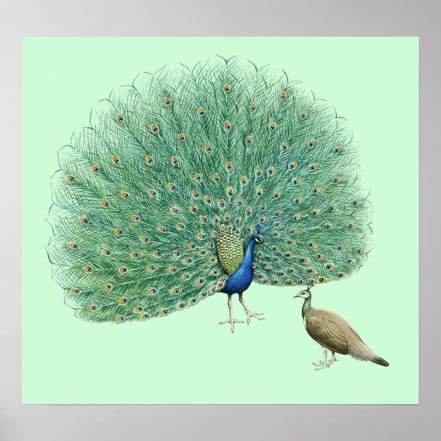Póster Bonito Peacock (Frente)