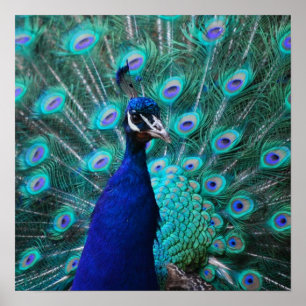 Póster Bonito Peacock Poster